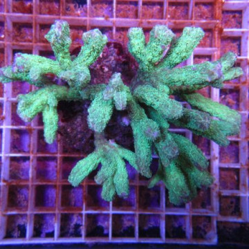 Hydnophora rigida 5-6 cm