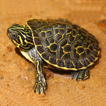 Pseudemys Hieroglyphica