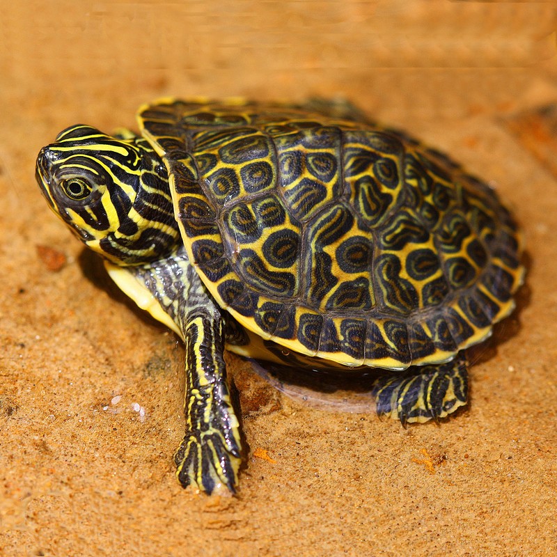 Pseudemys Hieroglyphica