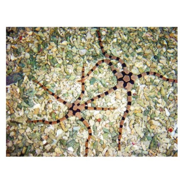 Lot de détritivores N°6:" Nettoyage du sable pour aquarium de 50 à 150 L"