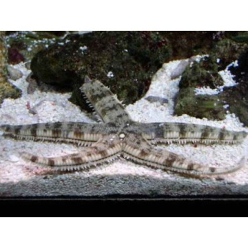 Lot de détritivores N°5 :"Nettoyage du sable pour aquarium de 200 à 300L