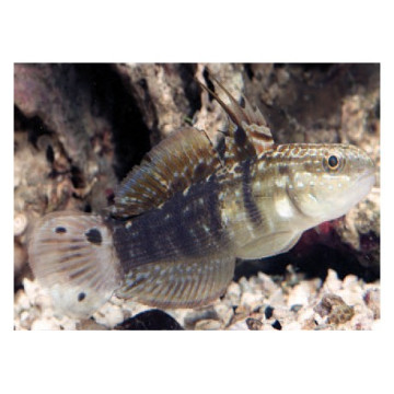 Lot de détritivores N°4 'Nettoyage du sable pour aquarium de 400 à 600L