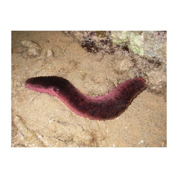 Lot de détritivores N°4 'Nettoyage du sable pour aquarium de 400 à 600L