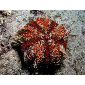 Lot de détritivores N°7:"Mangeurs d'algues pour aquarium de 400 à 600L"