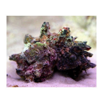 Lot de détritivores N°8 :"Mangeurs d'algues pour aquarium de 200 à 300L"