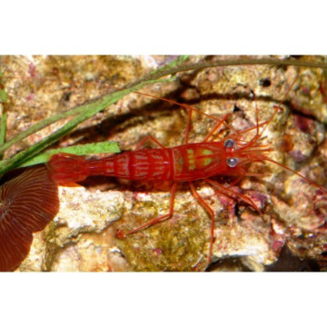 Lot de détritivores N°1:"Multifonction pour aquarium de 400 à 600L" 