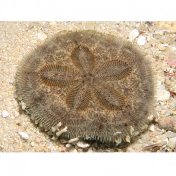 Lot de détritivores N°4 'Nettoyage du sable pour aquarium de 400 à 600L