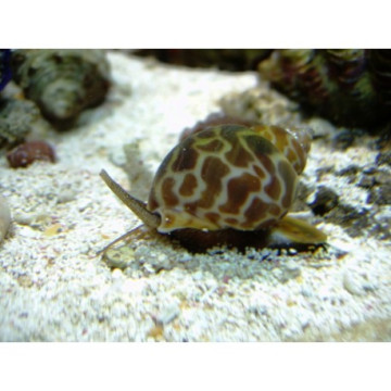 Lot de détritivores N°5 :"Nettoyage du sable pour aquarium de 200 à 300L