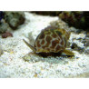 Veel netwerk # 1: "Multifunctioneel voor aquarium van 400 tot 600L" 