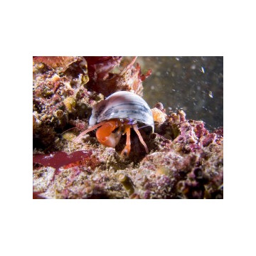 Lot de détritivores N°1:"Multifonction pour aquarium de 400 à 600L" 