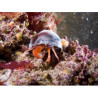 Veel netwerk # 1: "Multifunctioneel voor aquarium van 400 tot 600L" 
