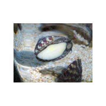 Lot de détritivores N°7:"Mangeurs d'algues pour aquarium de 400 à 600L"