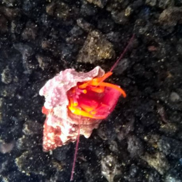 Lot de détritivores N°7:"Mangeurs d'algues pour aquarium de 400 à 600L"