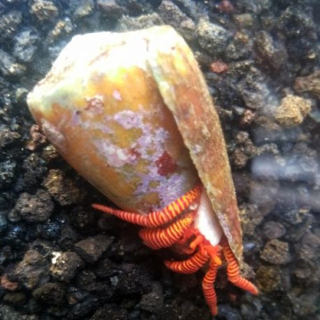 Lot de détritivores N°7:"Mangeurs d'algues pour aquarium de 400 à 600L"