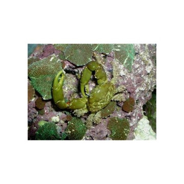 Lot de détritivores N°7:"Mangeurs d'algues pour aquarium de 400 à 600L"