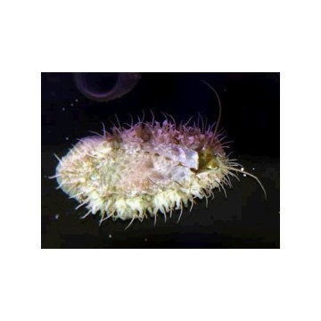 Lot de détritivores N°7:"Mangeurs d'algues pour aquarium de 400 à 600L"