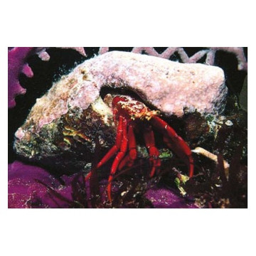 Lot de détritivores N°8 :"Mangeurs d'algues pour aquarium de 200 à 300L"