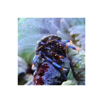 Lot de détritivores N°9:"Mangeurs d'algues pour aquarium de 50 à 150 L"