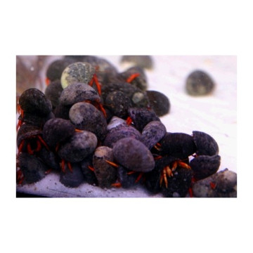 Lot de détritivores N°9:"Mangeurs d'algues pour aquarium de 50 à 150 L"