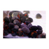 Lot de détritivores N°9:"Mangeurs d'algues pour aquarium de 50 à 150 L"