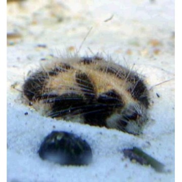 Metalia Sterlis (Seawear Sand Cleaner) 3-5 cm