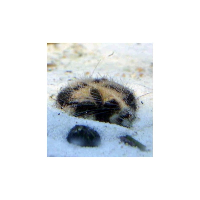 Metalia Sterlis (Seawear Sand Cleaner) 3-5 cm