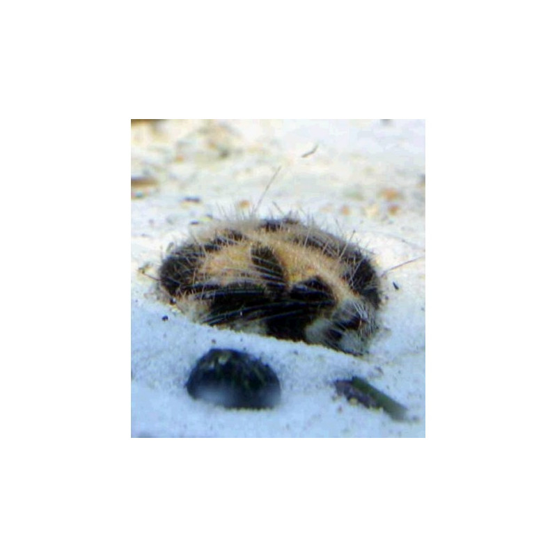 Metalia Sterlis (Seawear Sand Cleaner) 3-5 cm Lot van 2