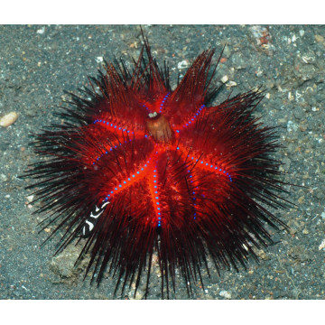 Astropyga Radiata (Oursin de feu) 12 cm