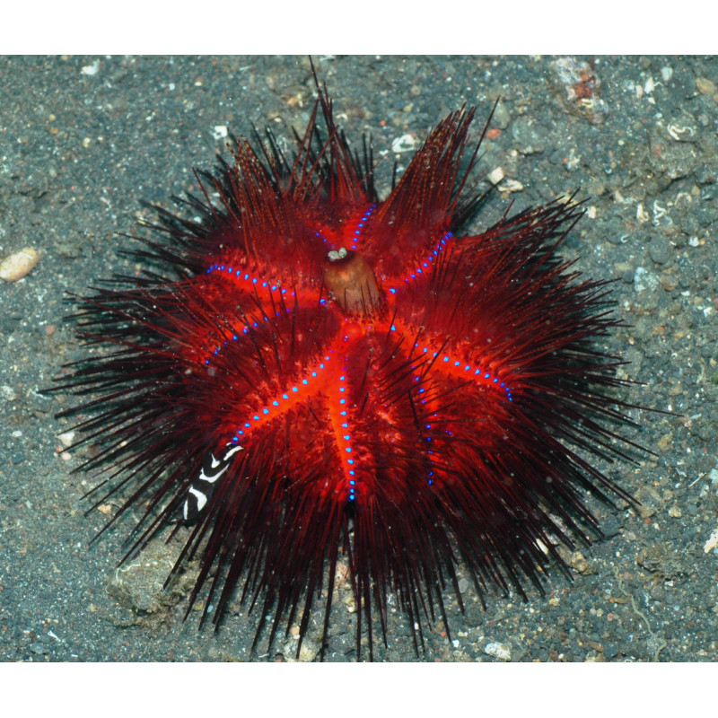 Astropyga Radiata (Oursin de feu) 12 cm Astropyga Radiata (Oursin de feu) 12 cm