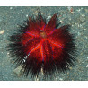 Astropyga Radiata (Clow of Fire) 12 cm