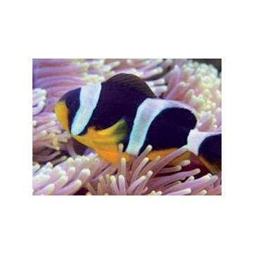 Amphiprion Sebae : 4 à 7 cm  