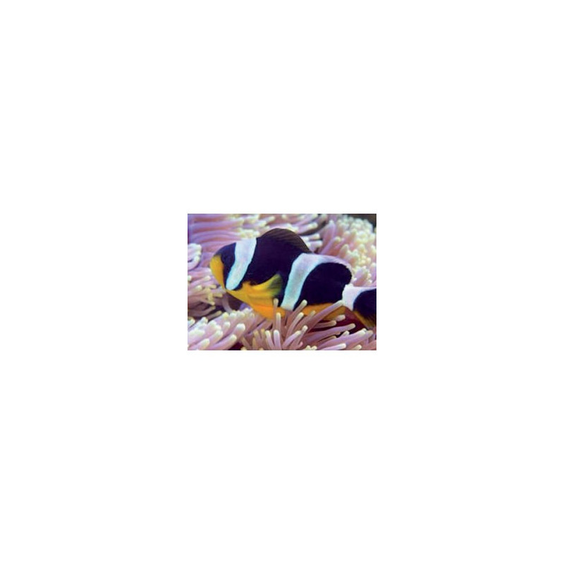 Amphiprion Sebae : 4 à 7 cm  