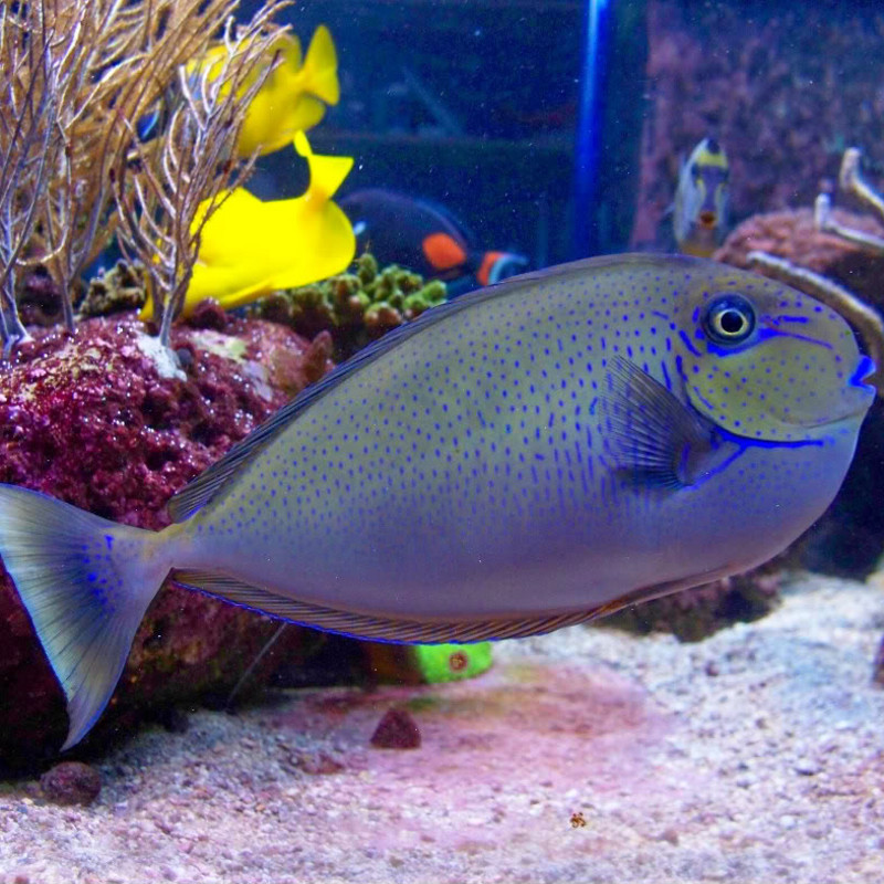 Naso Vlamingii : 5-7 cm  