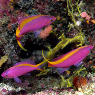 Pseudanthias tuka femelle : 3 cm  