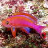 Pseudanthias Randalli mâle : 4 à 6 cm  