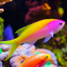 Pseudanthias Evansi Vrouw *: 3-5 cm  