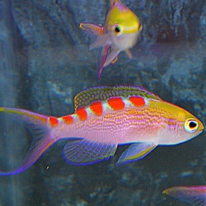 Pseudanthias flavoguttatus 3-5 cm Pseudanthias flavoguttatus 3-5 cm
