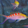 Pseudanthias flavoguttatus 3-5 cm