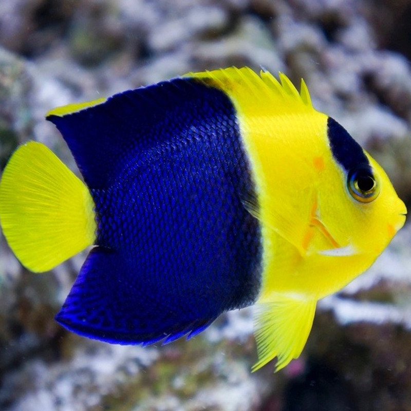 Centropyge Bicolor : 5-7 cm