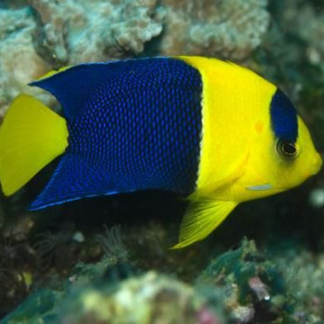 Centropyge Bicolor : 7-10 cm  