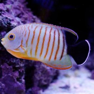 Centropyge Eibli 6 cm