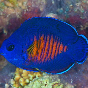 Centropyge Bishpinosus: 2-4 cm  
