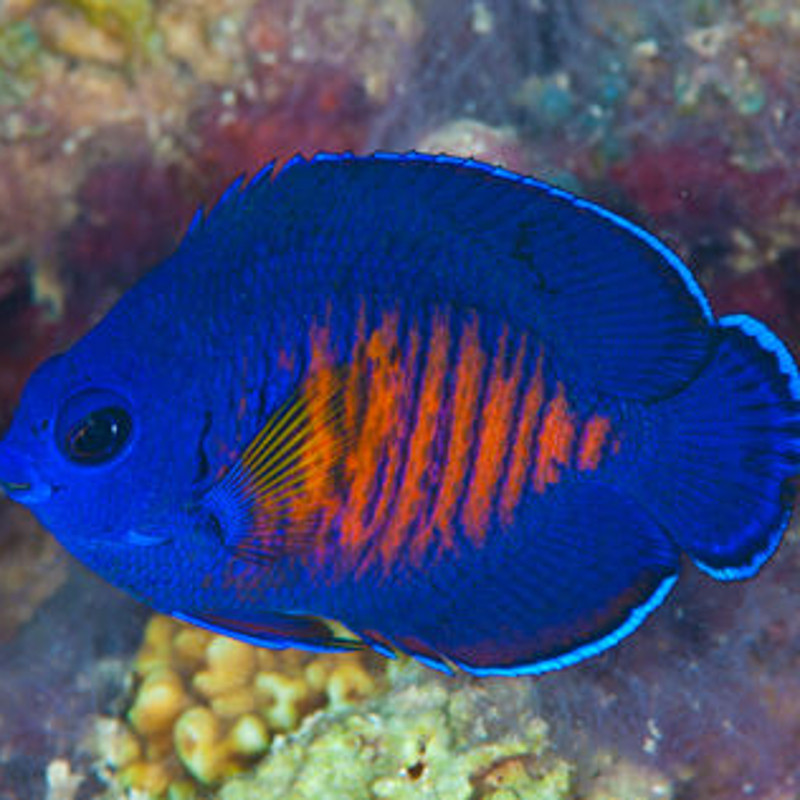 Centropyge Bishpinosus: 2-4 cm  