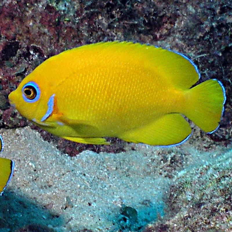 Centropyge Flavissimus : 5 à 7 cm Centropyge Flavissimus : 5 à 7 cm
