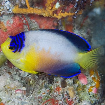 Centropyge Multicolor : 4 à 6 cm