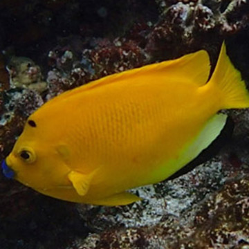 Apolemichthys trimaculatus : 9-12 cm