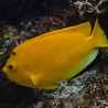 Apolemichthys trimaculatus : 12 à 15 cm  
