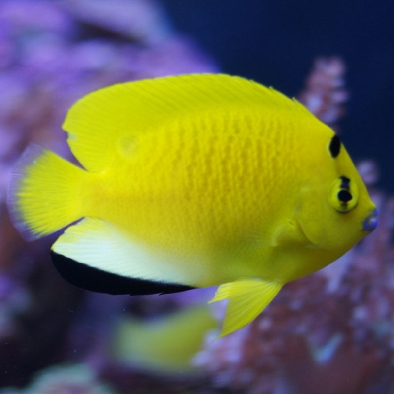 Apolemichthys trimaculatus : 7-10 cm