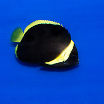 Chaetodontoplus melanosoma: 5-7 cm  