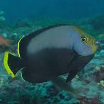Chaetodontoplus melanosoma: 5-7 cm  